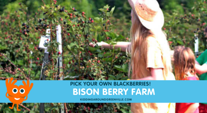 picking blackberries