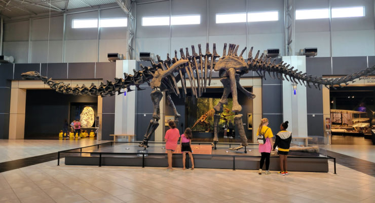 Dinosaur Skeleton at the Tellus Museum
