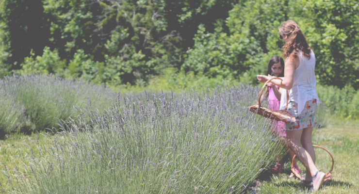 Picking lavender in the field