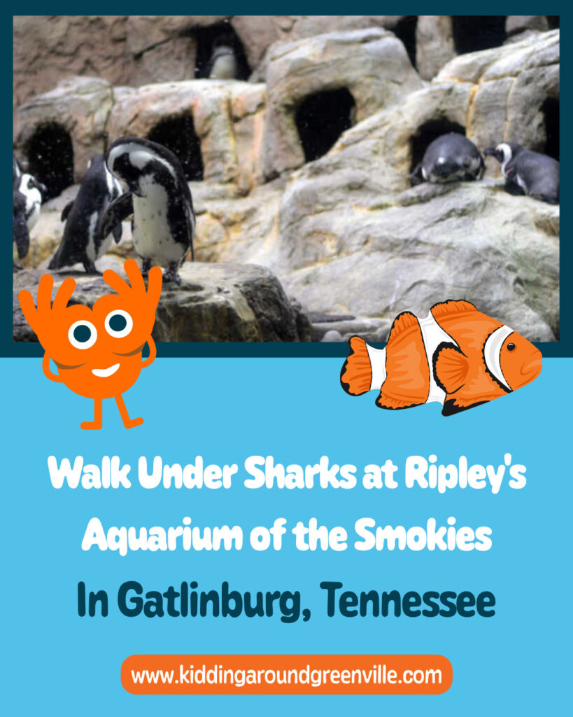 ripleys aquarium of the smokies