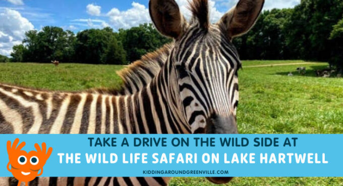 wild life safari lake hartwell