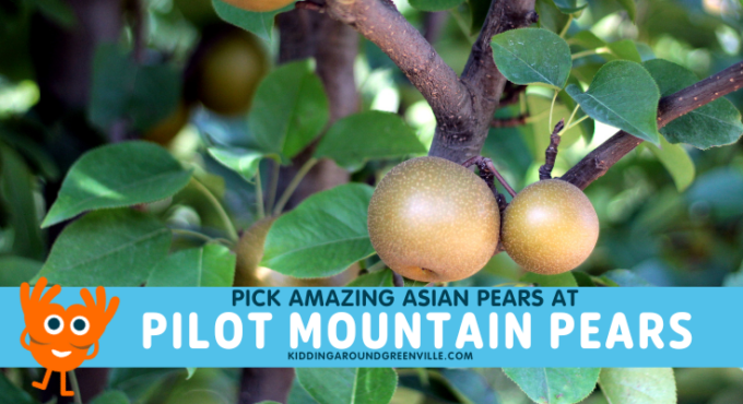 Pilot Mountain Pears Asian Pear picking
