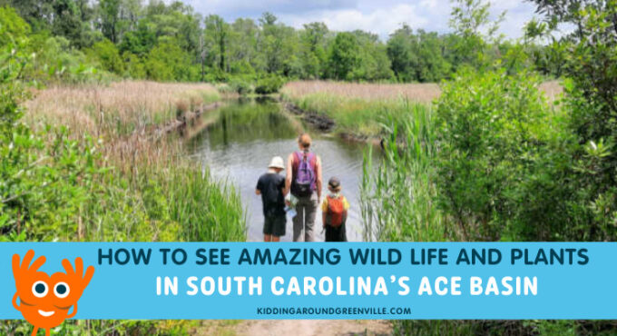 ACE basin sc