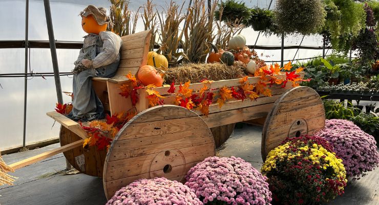 Fall scenes at Linda's Plants and shrubs in Hendersonville, NC