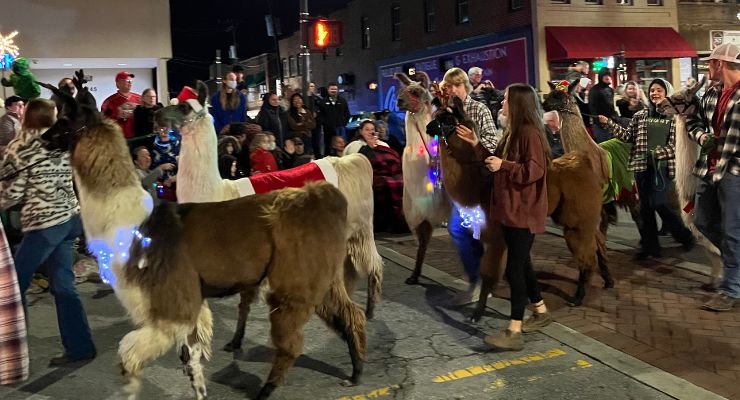 Llamas at the Hendersonville Christmas Parade