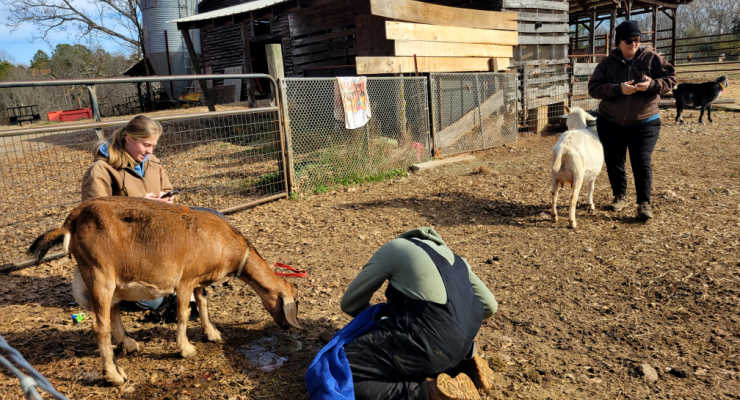 goat giving birth at a farm