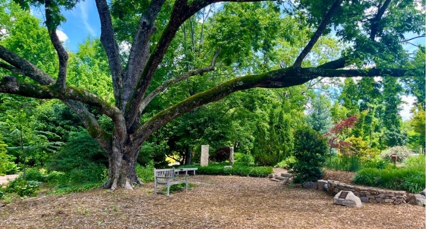 Tree at Hatcher Garden in Spartanburg, SC