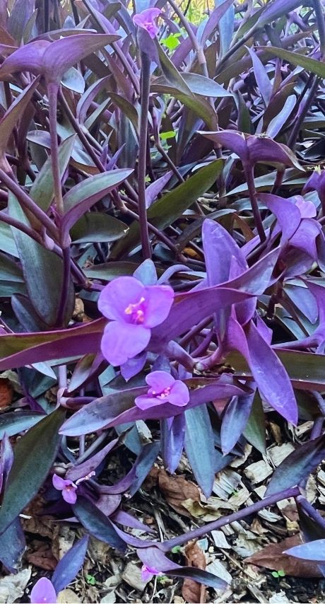 Flowers at Hatcher Garden in Spartanburg, SC