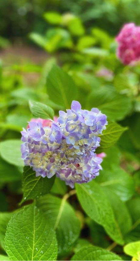 Flowers at Hatcher Garden in Spartanburg, SC