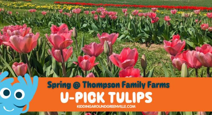 U pick tulips: Thompson Family Farms