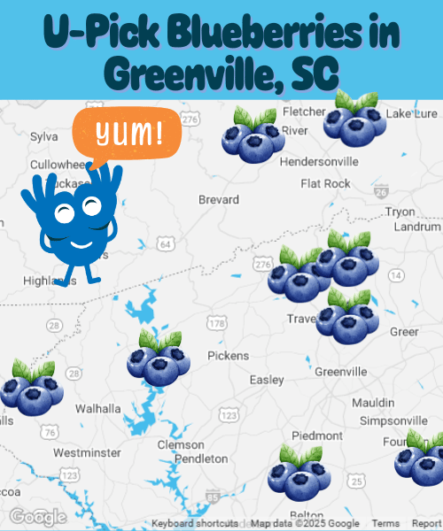Blueberry Picking in Greenville, SC