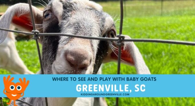 Where to see and play with goats near Greenville, South Carolina