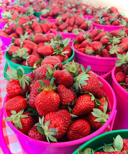 Greyrock Farms strawberries in Spartanburg, SC