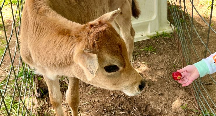 Cow at Greyrock Farms
