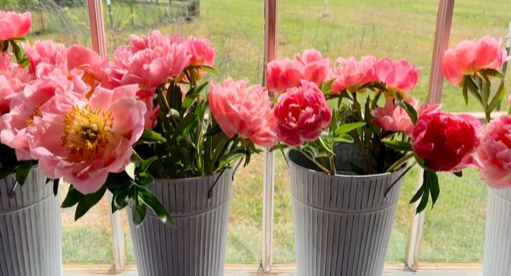Peony Fields- U-Pick flowers in Spartanburg, SC