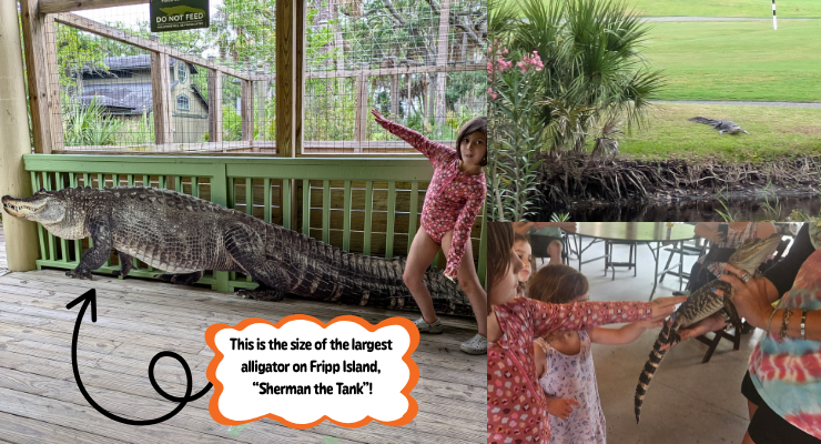 Alligators at Fripp Island