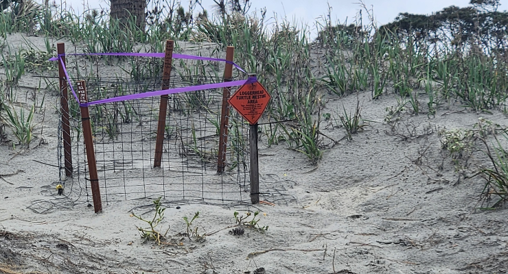 Loggerhead Sea Turtle nesting site at Hunting Island State Park