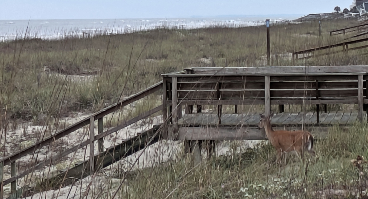 Wild Deer on Fripp Island