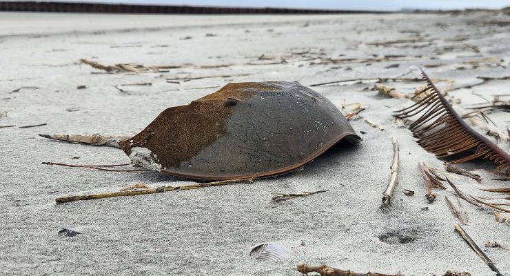 Horseshoe crab