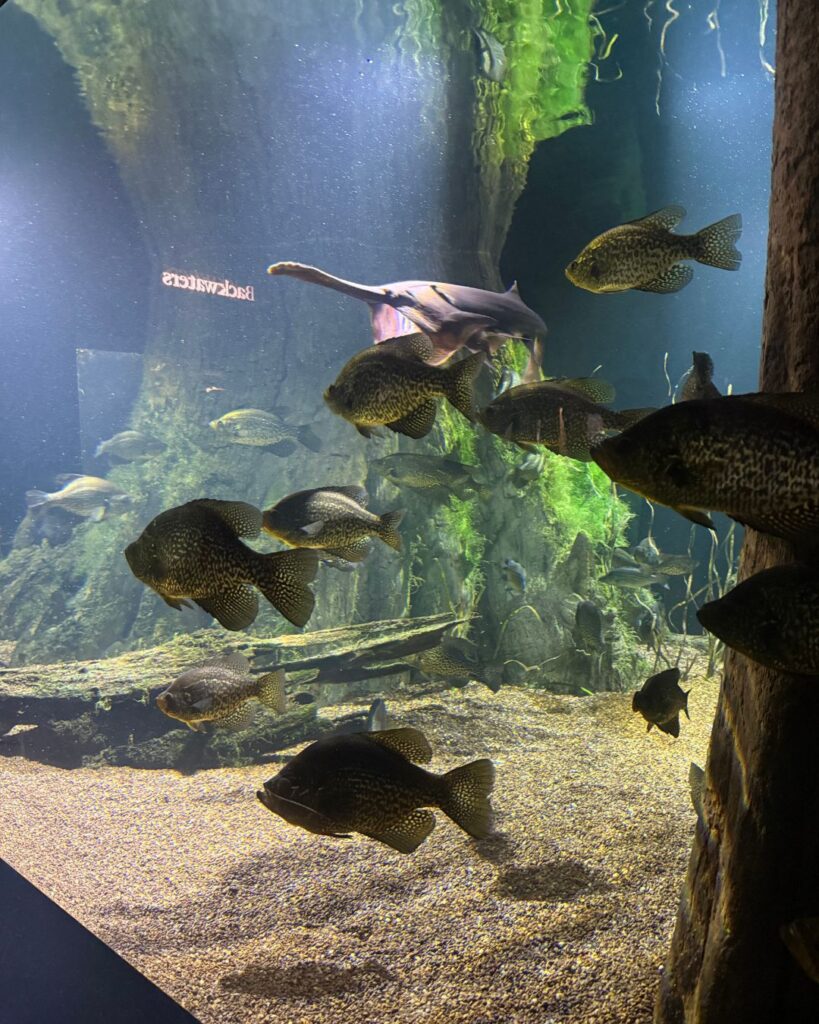 Fish at the Tennessee Aquarium in Chattanooga TN