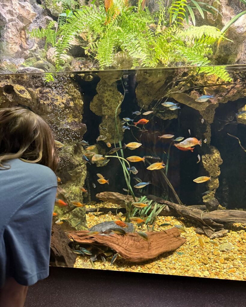 The Tennessee Aquarium: Review for Parents