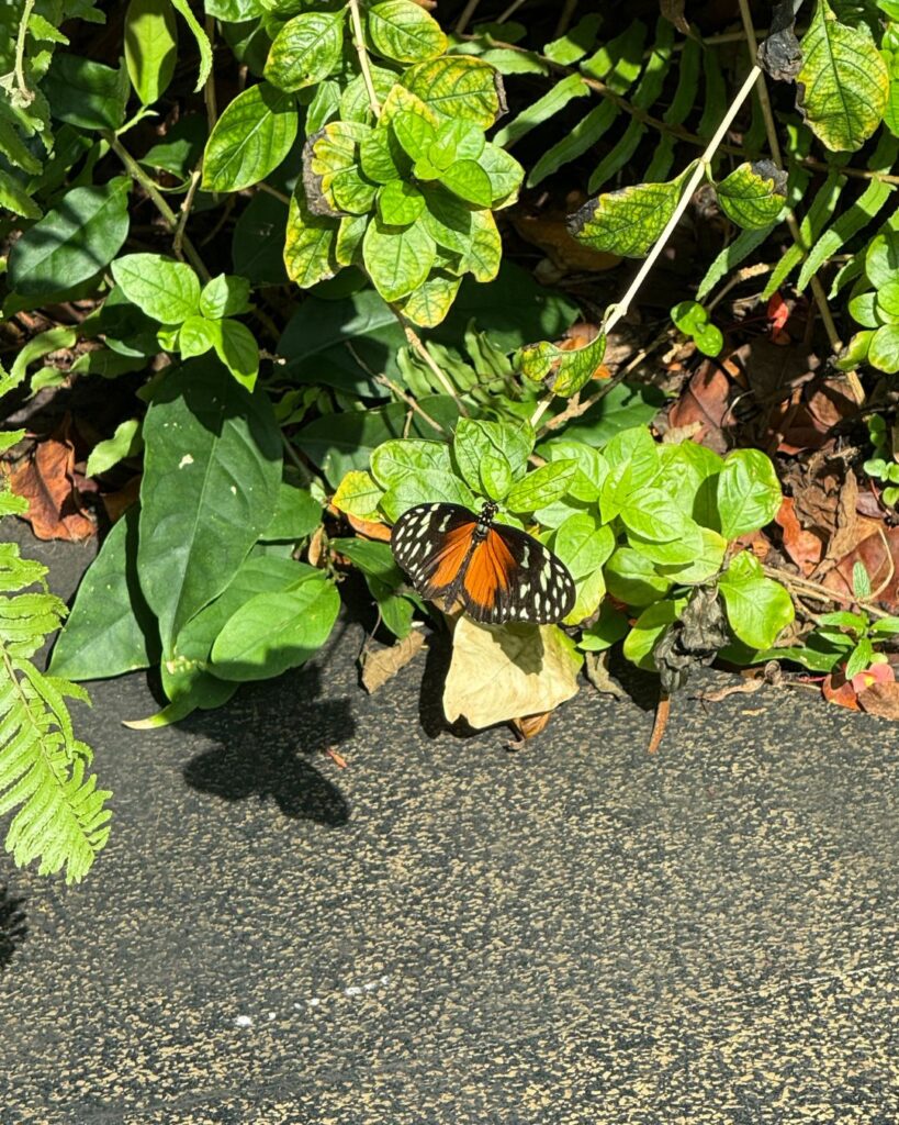 Butterfly at the Tennessee Aquarium Butterfly Garden
