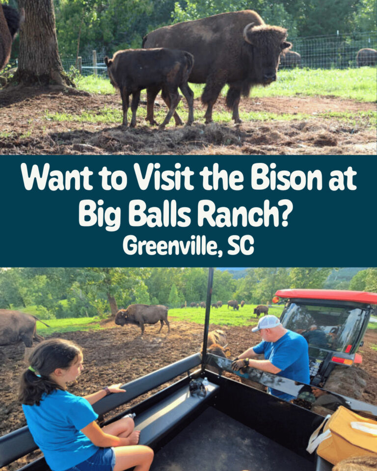 Big Balls Ranch: Your Wild, Buffalo Adventure Awaits in Greenville, SC