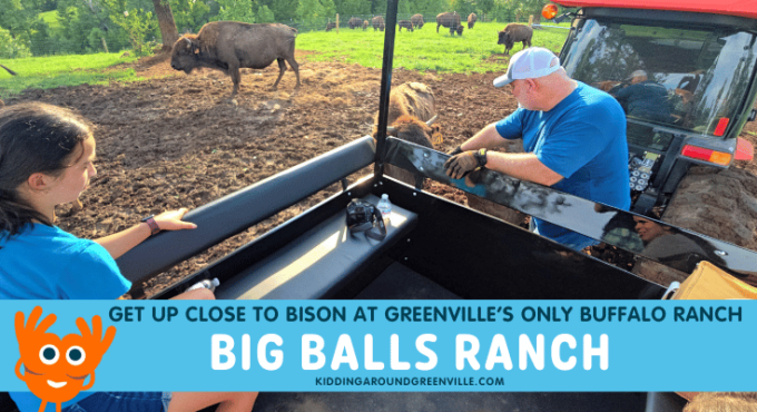 Buffalo ranch in Greenville