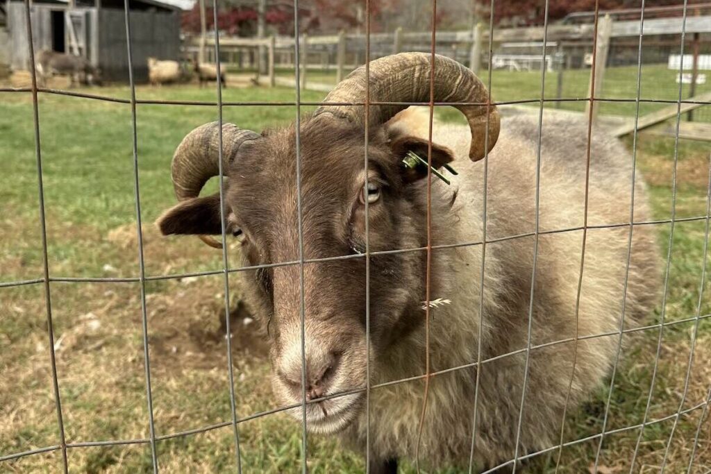 Goat at Winding Stair Farm