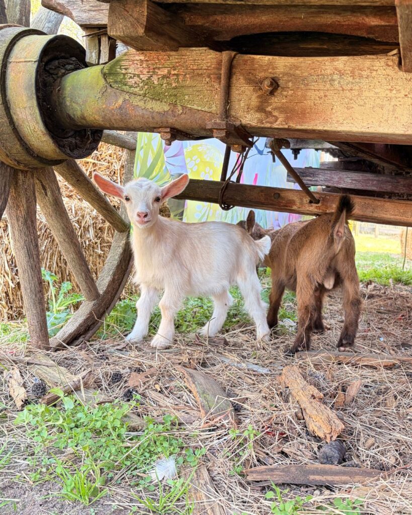 Baby goats at Hidden Pastures