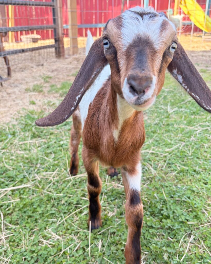 Adorable goat at Hidden Pastures Farm