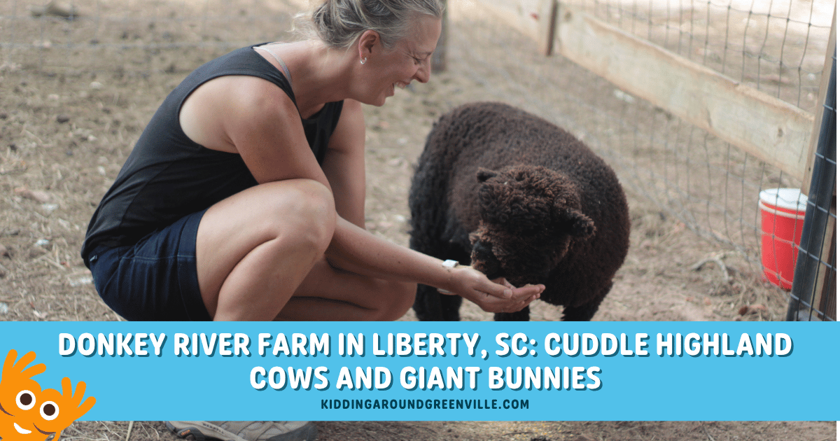 Donkey River Farm in Liberty, SC: Cuddle Highland Cows & Giant Bunnies