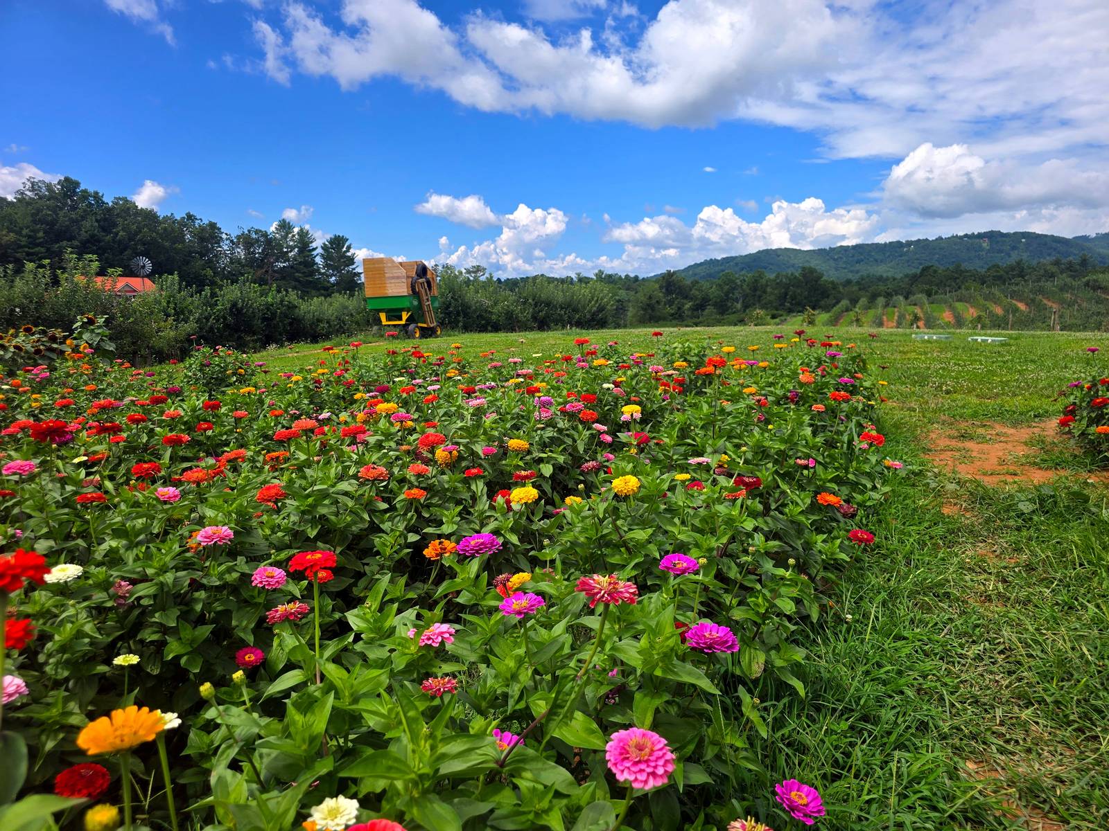 Wildflower field at Justus Orchard Hendersonville NC