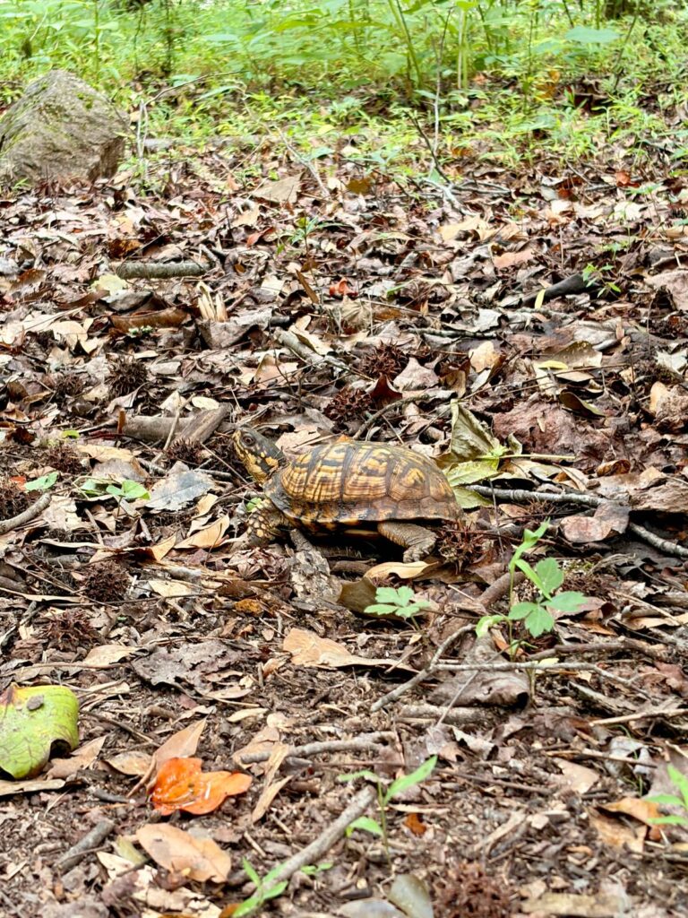 Turtle resting near the water at Lake Blalock Park in Chesnee SC