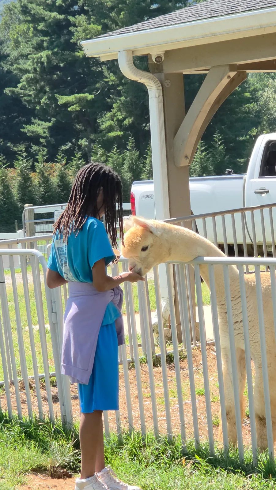 Alpaca at Winchester Creek Farm in Waynesville NC looking at the camera