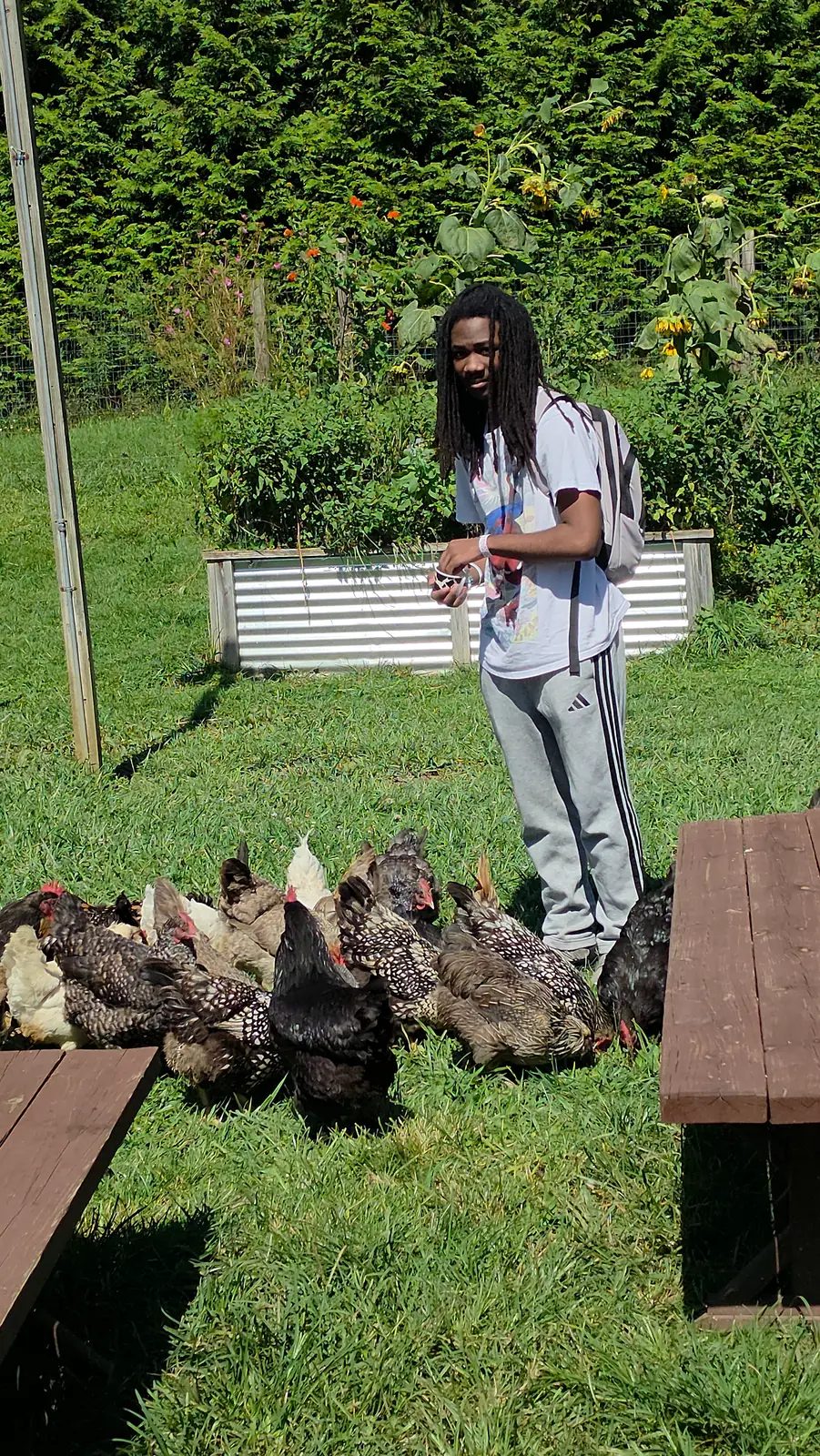 The chickens have the run of the property and lay on their own schedule.