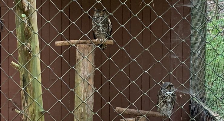 Owls on the Raptor Trail