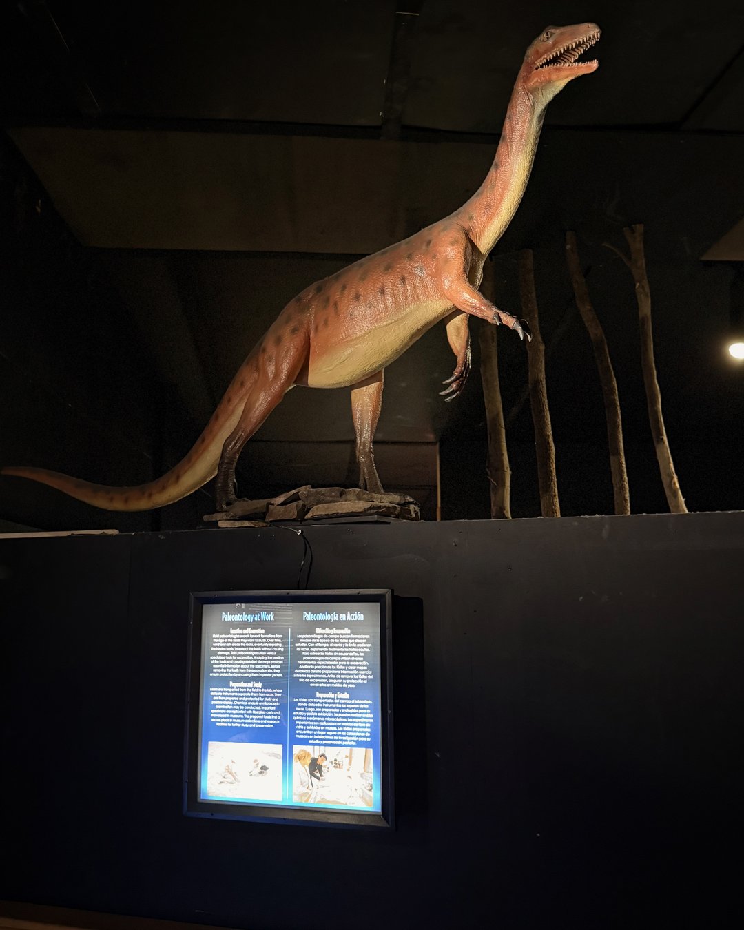 Authentic Edmontosaurus fossil with healed T. rex attack wounds at Schiele Museum