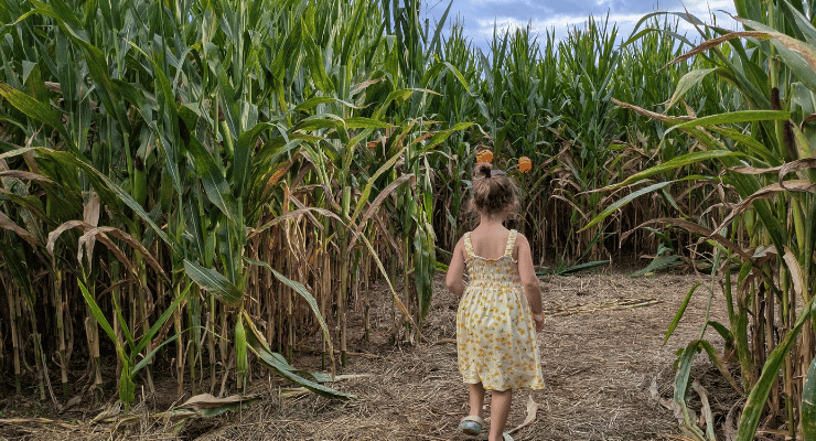 Entering the corn maze at Casons Garden at Pumpkins at Callaway Resort and Gardens