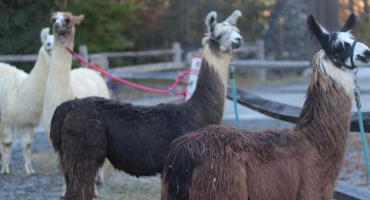 fluffy llamas