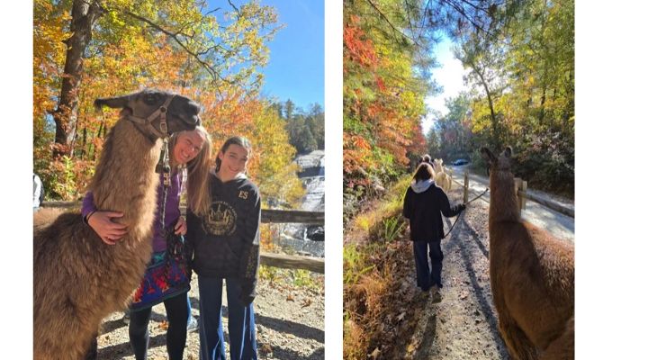 hiking with llamas in a forest