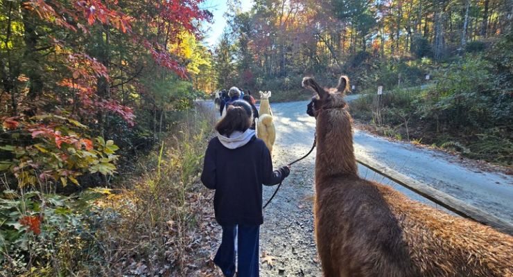 walking with a llama